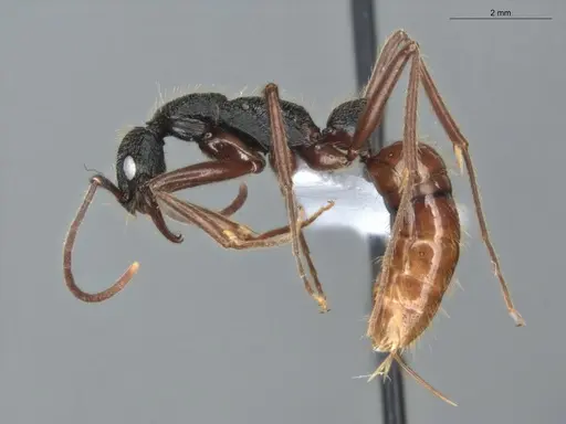 Leptogenys unistimulosa specimen ECOFOG-GAL18-0177-09 image ecofog-gal18-0177-09_3