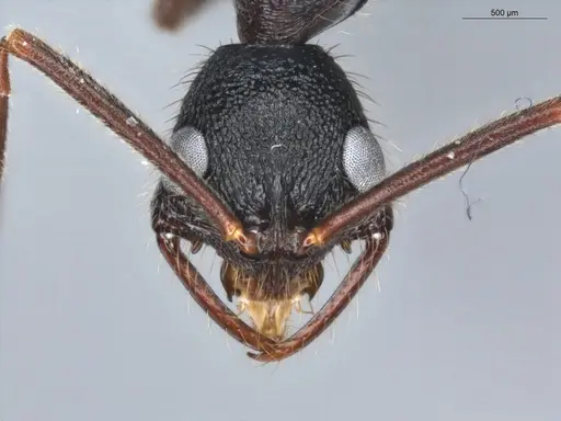 Leptogenys unistimulosa specimen ECOFOG-KR19-0061-04 image ecofog-kr19-0061-04_2