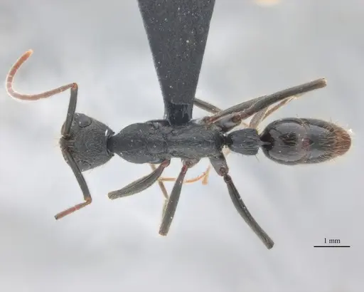 Leptogenys unistimulosa specimen UFV-LABECOL-010346 image ufv-labecol-010346_1