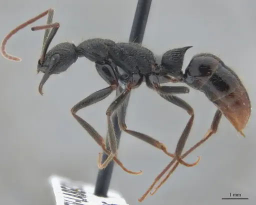 Leptogenys unistimulosa specimen UFV-LABECOL-010346 image ufv-labecol-010346_3