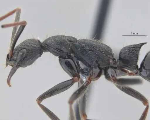 Leptogenys unistimulosa specimen UFV-LABECOL-010346 image ufv-labecol-010346_4