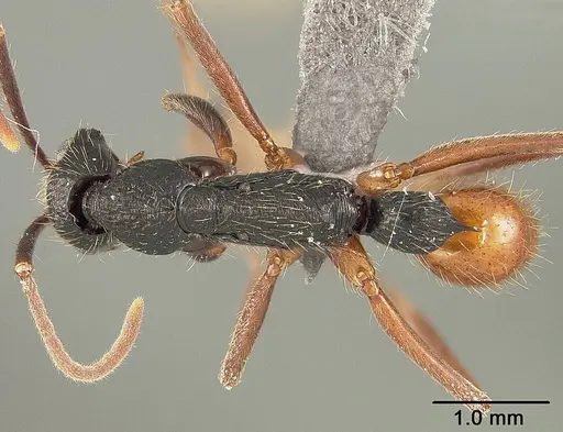 Leptogenys unistimulosa specimen USNMENT01124234 image usnment01124234_1