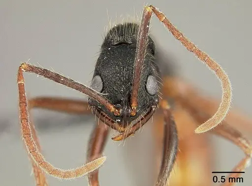 Leptogenys unistimulosa specimen USNMENT01124234 image usnment01124234_2