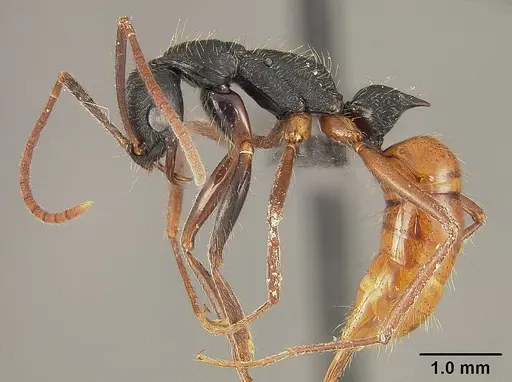 Leptogenys unistimulosa specimen USNMENT01124234 image usnment01124234_3
