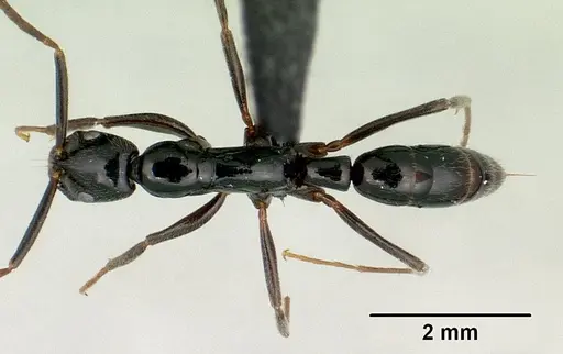 Leptogenys variabilis specimen CASENT0022060 image casent0022060_1