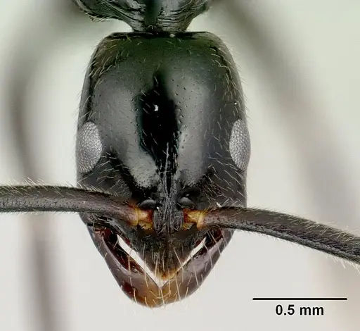 Leptogenys variabilis specimen CASENT0022060 image casent0022060_2