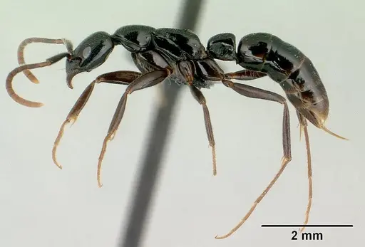 Leptogenys variabilis specimen CASENT0022060 image casent0022060_3