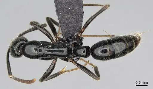 Leptogenys variabilis specimen CASENT0486515 image casent0486515_1