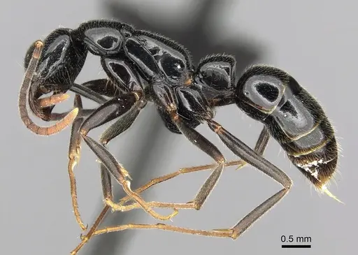 Leptogenys variabilis specimen CASENT0486515 image casent0486515_3