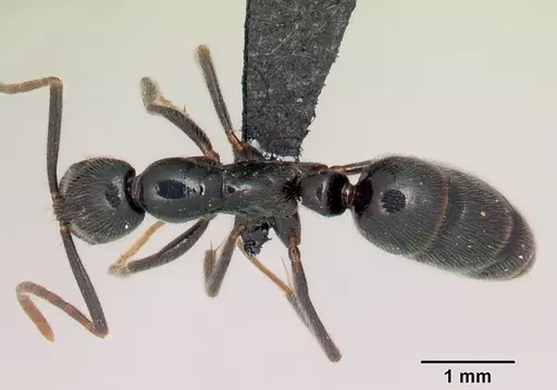 Leptogenys variabilis specimen CASENT0498364 image casent0498364_1