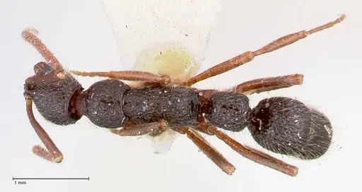 Leptogenys varicosa specimen FOCOL1039 image focol1039_1