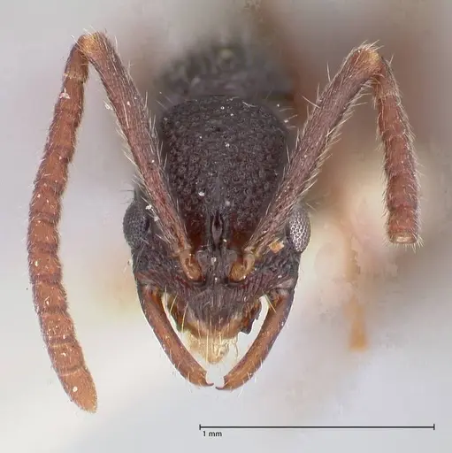 Leptogenys varicosa specimen FOCOL1039 image focol1039_2
