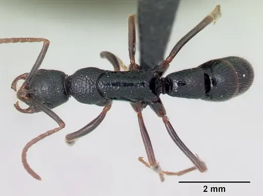 Leptogenys vatovavy specimen CASENT0059729 image casent0059729_1