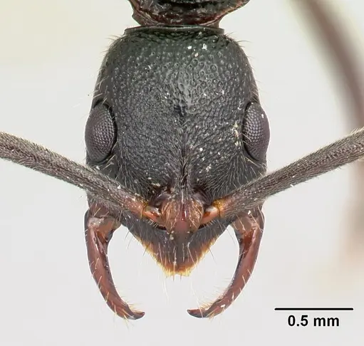 Leptogenys vatovavy specimen CASENT0059729 image casent0059729_2