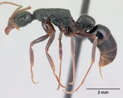 Leptogenys vatovavy specimen CASENT0059729 image casent0059729_3