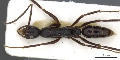 Leptogenys vindicis specimen CASENT0902598 image casent0902598_1