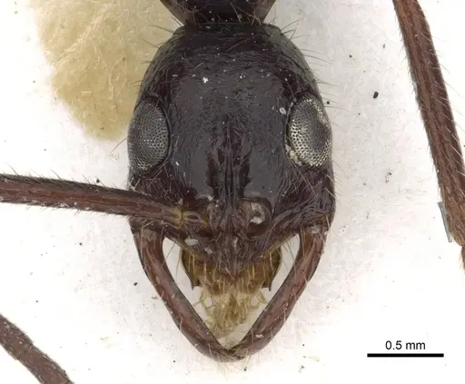 Leptogenys vindicis specimen CASENT0902598 image casent0902598_2