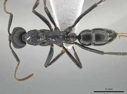Leptogenys violacea specimen CASENT0650191 image casent0650191_1