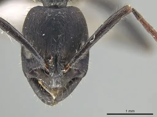 Leptogenys violacea specimen CASENT0650191 image casent0650191_2