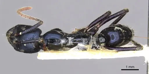 Leptogenys violacea specimen CASENT0902611 image casent0902611_1