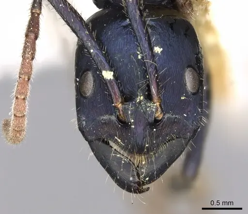 Leptogenys violacea specimen CASENT0902611 image casent0902611_2
