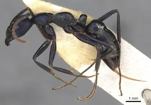 Leptogenys violacea specimen CASENT0902611 image casent0902611_3