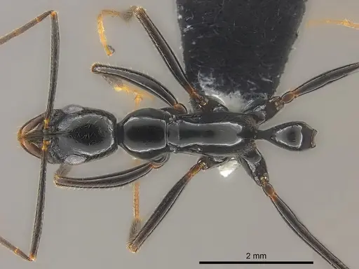 Leptogenys vitiensis specimen CASENT0186328 image casent0186328_1