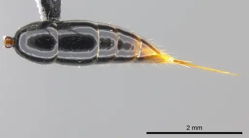 Leptogenys vitiensis specimen CASENT0186328 image casent0186328_2