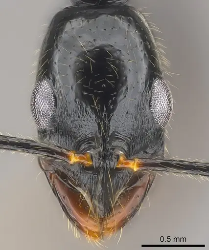 Leptogenys vitiensis specimen CASENT0186328 image casent0186328_3