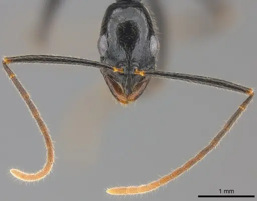 Leptogenys vitiensis specimen CASENT0186328 image casent0186328_4