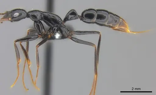 Leptogenys vitiensis specimen CASENT0186328 image casent0186328_5