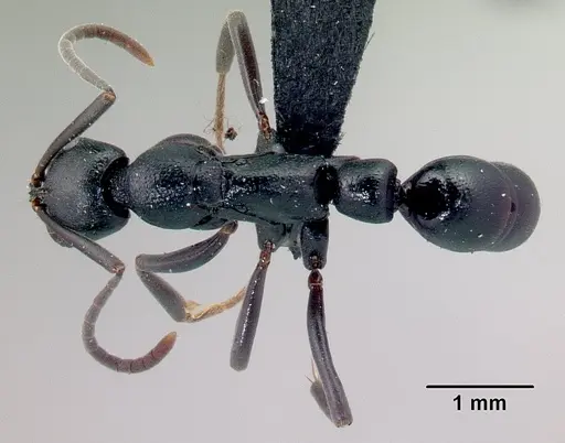 Leptogenys voeltzkowi specimen CASENT0077685 image casent0077685_1