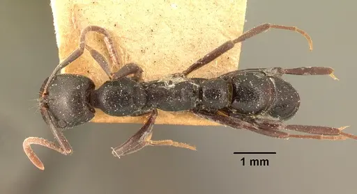Leptogenys voeltzkowi specimen CASENT0101947 image casent0101947_1