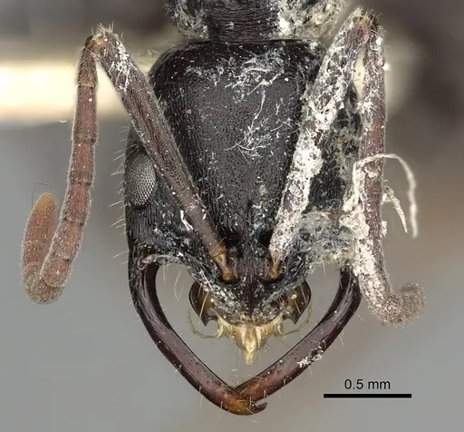 Leptogenys voeltzkowi specimen CASENT0280601 image casent0280601_2