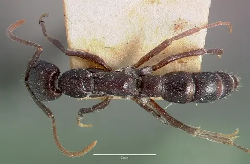 Leptogenys voeltzkowi specimen MCZTYPE20493 image mcztype20493_1