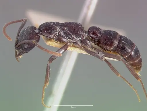 Leptogenys voeltzkowi specimen MCZTYPE20493 image mcztype20493_3
