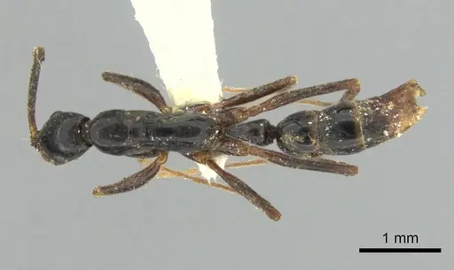 Leptogenys vogeli specimen CASENT0217009 image casent0217009_1