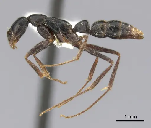 Leptogenys vogeli specimen CASENT0217009 image casent0217009_3