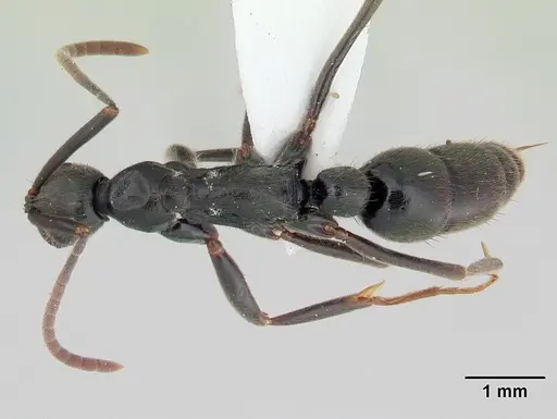 Leptogenys volcanica specimen CASENT0178789 image casent0178789_1