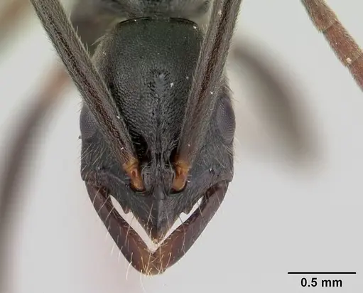 Leptogenys volcanica specimen CASENT0178789 image casent0178789_2