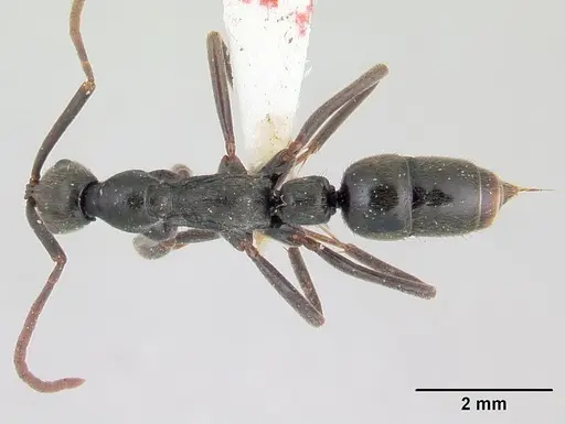 Leptogenys volcanica specimen LACMENT142593 image lacment142593_1
