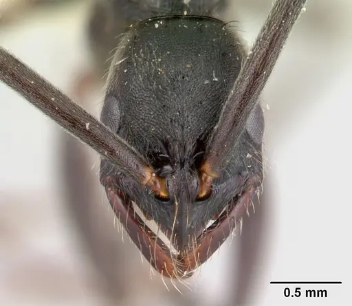 Leptogenys volcanica specimen LACMENT142593 image lacment142593_2