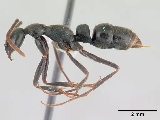 Leptogenys volcanica specimen LACMENT142593 image lacment142593_3
