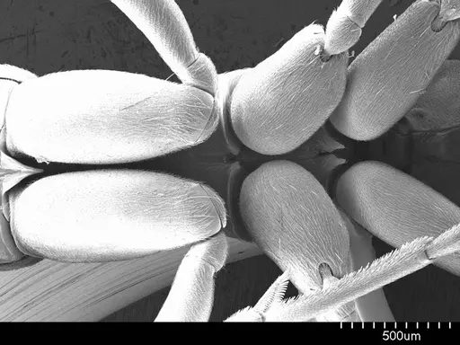 Leptogenys wheeleri specimen ANTWEB1008541 image antweb1008541_1