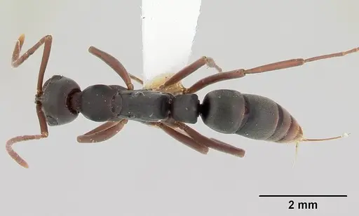 Leptogenys wheeleri specimen CASENT0178811 image casent0178811_1