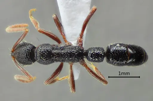 Leptogenys yandii specimen ANTWEB1060508 image antweb1060508_1