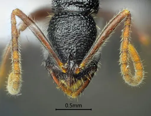 Leptogenys yandii specimen ANTWEB1060508 image antweb1060508_2