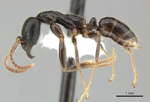 Leptogenys yerburyi specimen CASENT0270546 image casent0270546_3
