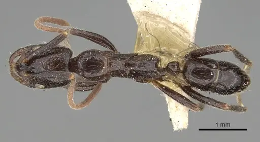 Leptogenys yerburyi specimen CASENT0281927 image casent0281927_1