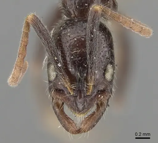 Leptogenys yerburyi specimen CASENT0281927 image casent0281927_2